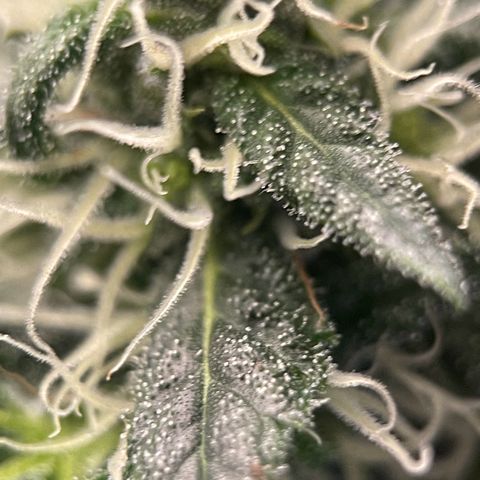 Harlequin growlog timeline photo