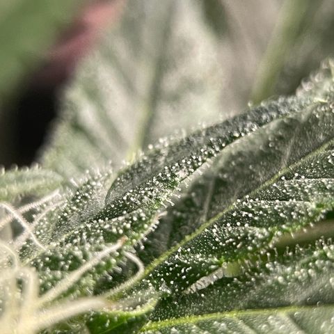 Harlequin growlog timeline photo