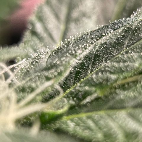 Harlequin growlog timeline photo