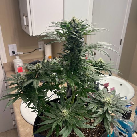 Harlequin growlog timeline photo