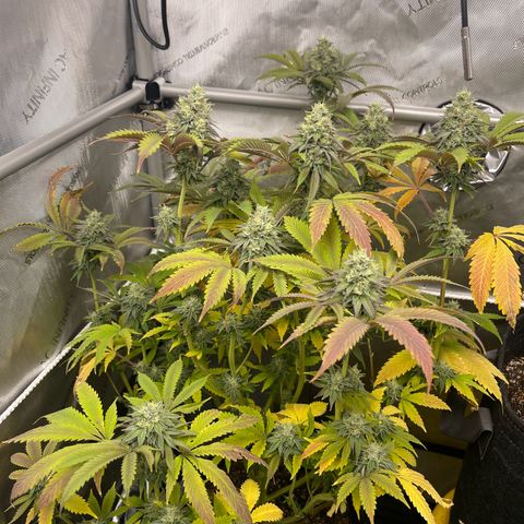 Lit Marker growlog timeline photo