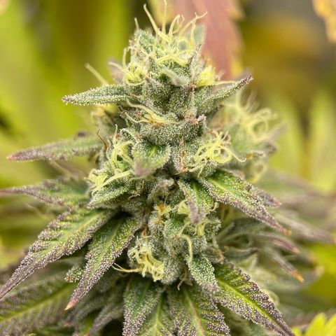 Lit Marker growlog timeline photo