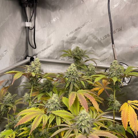 Lit Marker growlog timeline photo