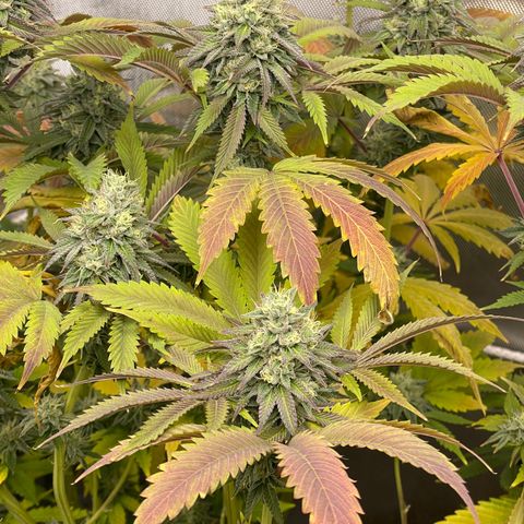 Lit Marker growlog timeline photo