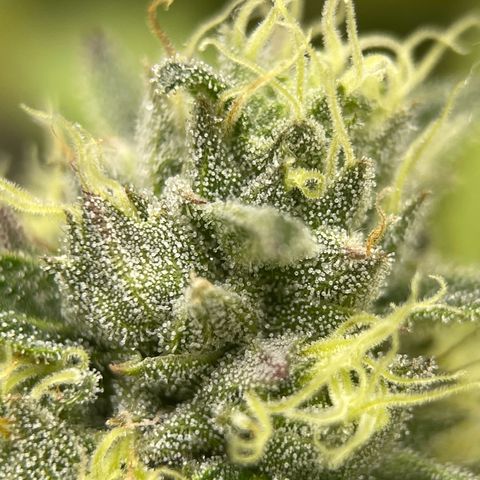 Lit Marker growlog timeline photo