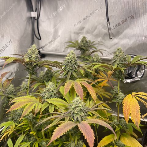 Lit Marker growlog timeline photo