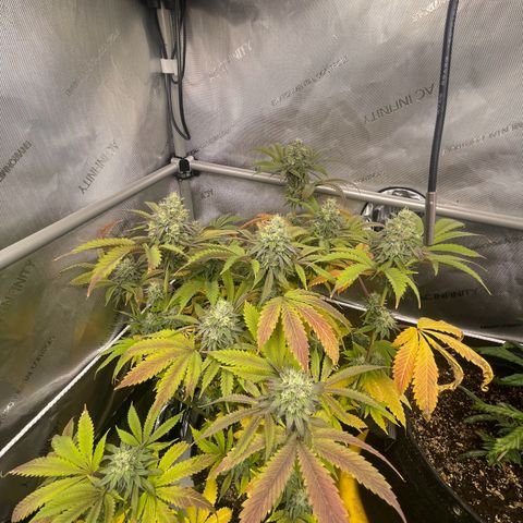 Lit Marker growlog timeline photo