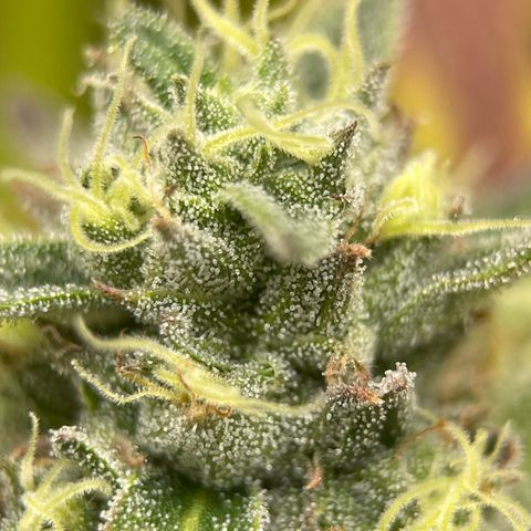 Lit Marker growlog timeline photo