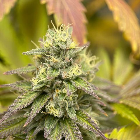 Lit Marker growlog timeline photo