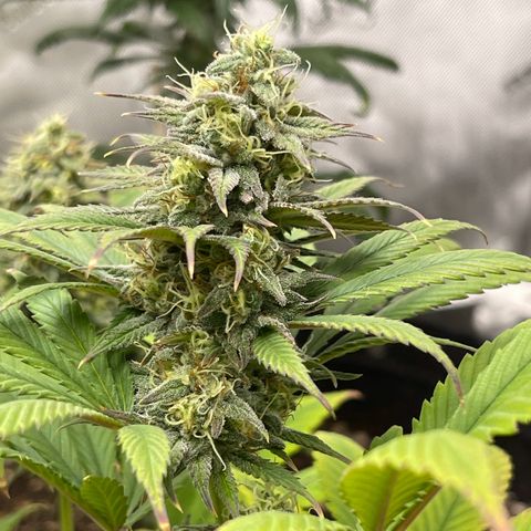 OG Kush growlog timeline photo