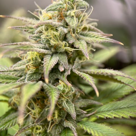 OG Kush growlog timeline photo