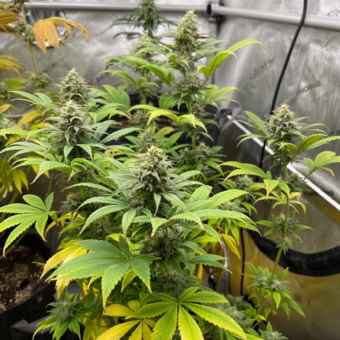 OG Kush growlog timeline photo