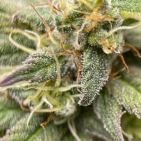 OG Kush growlog timeline photo