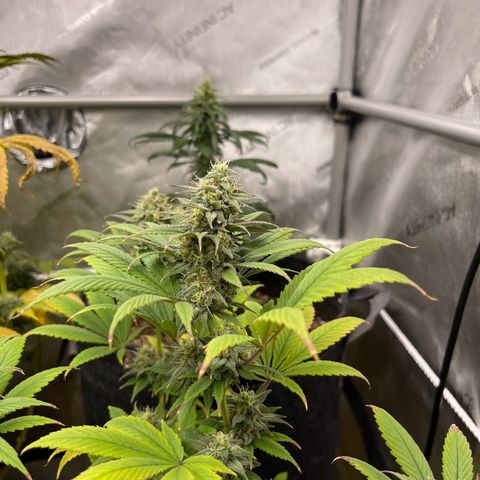 OG Kush growlog timeline photo