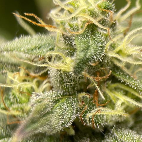 OG Kush growlog timeline photo