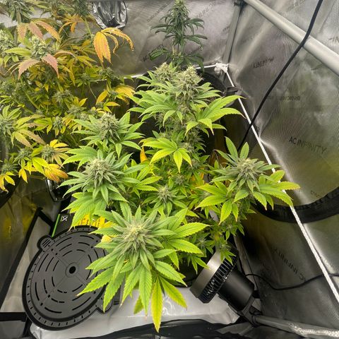 OG Kush growlog timeline photo