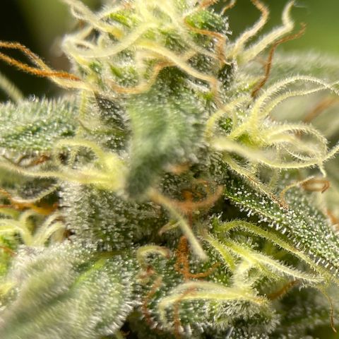 OG Kush growlog timeline photo