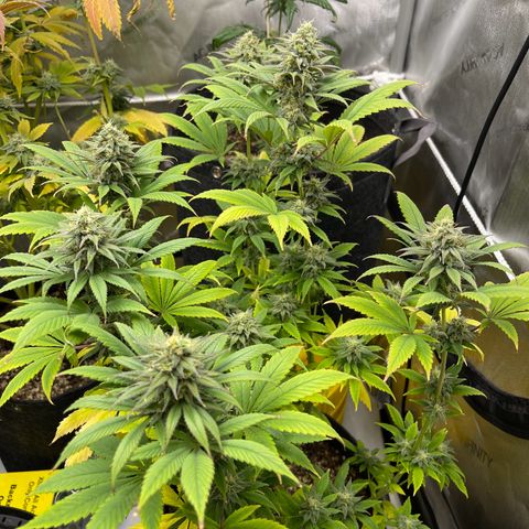 OG Kush growlog timeline photo
