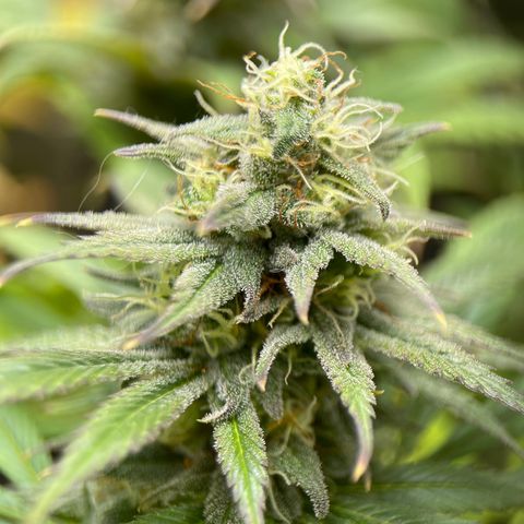 OG Kush growlog timeline photo