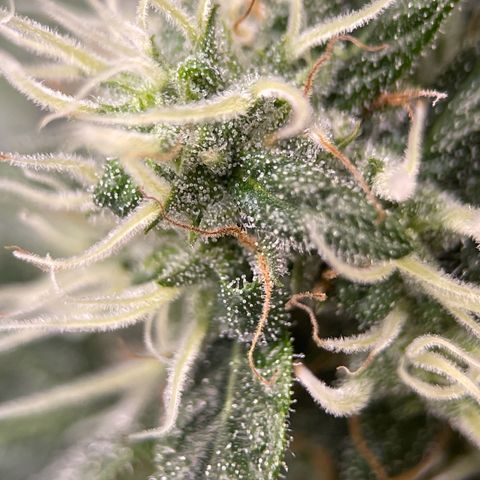 Harlequin growlog photo: Trichomes not ready, waiting another week
