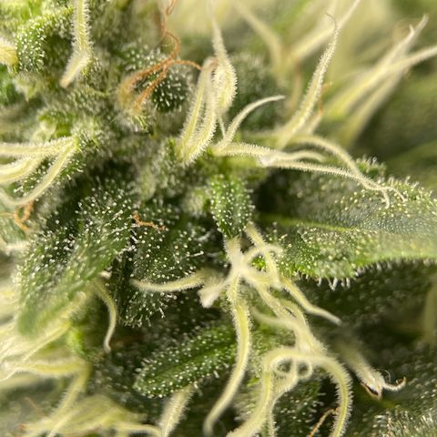 Harlequin growlog photo: Trichomes not ready, waiting another week