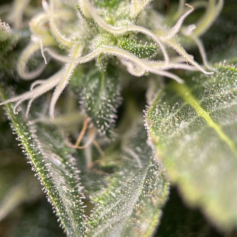 Harlequin growlog photo: Trichomes not ready, waiting another week