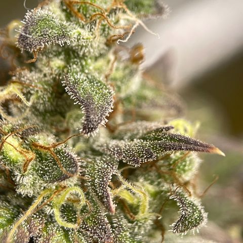 OG Kush growlog photo: Trichomes not ready