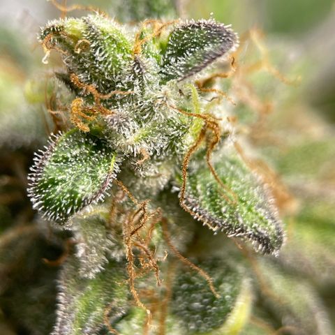 OG Kush growlog photo: Trichomes not ready