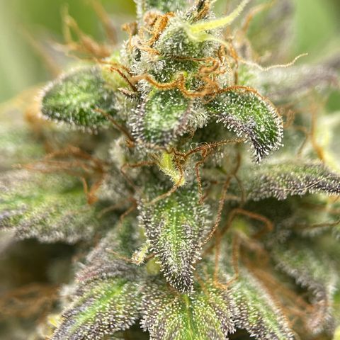 OG Kush growlog photo: Trichomes not ready