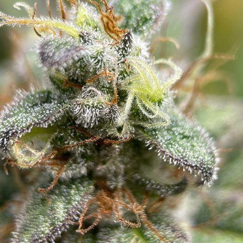 OG Kush growlog photo: Trichomes not ready