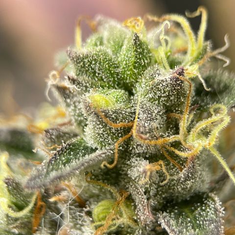 Lit Marker growlog photo: Possibly ready, waiting a week on others