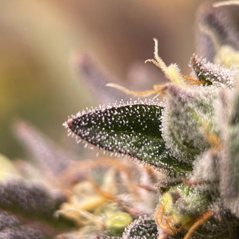 Lit Marker growlog photo: Possibly ready, waiting a week on others