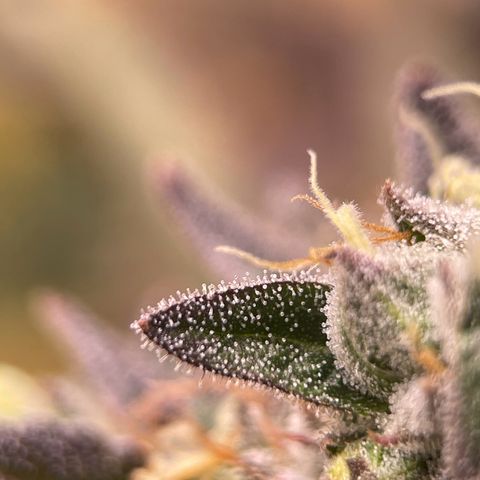 Lit Marker growlog photo: Possibly ready, waiting a week on others