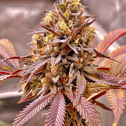 Lit Marker growlog timeline photo