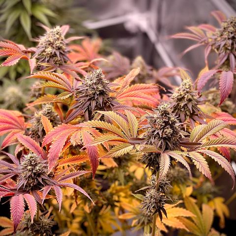 Lit Marker growlog timeline photo