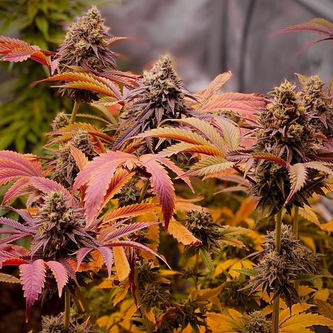 Lit Marker growlog timeline photo