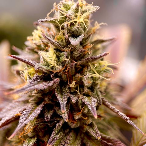 Lit Marker growlog timeline photo