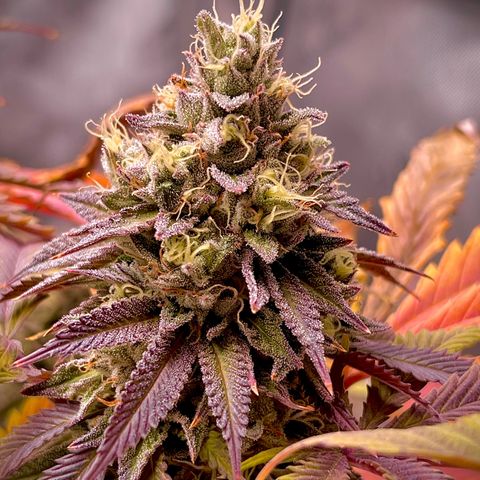 Lit Marker growlog timeline photo