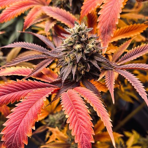 Lit Marker growlog timeline photo