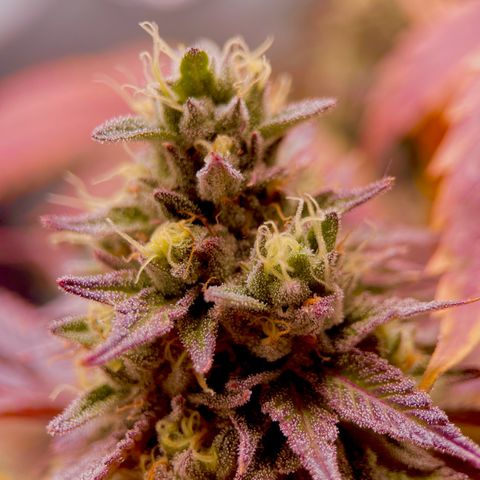 Lit Marker growlog timeline photo
