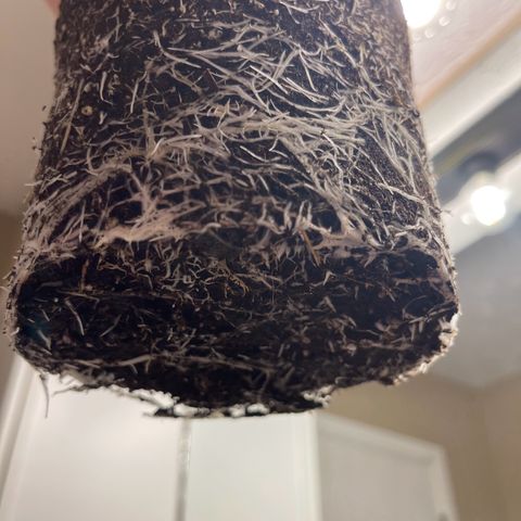 Rainbow Kush Clone growlog photo: Roots day of transplant when received.