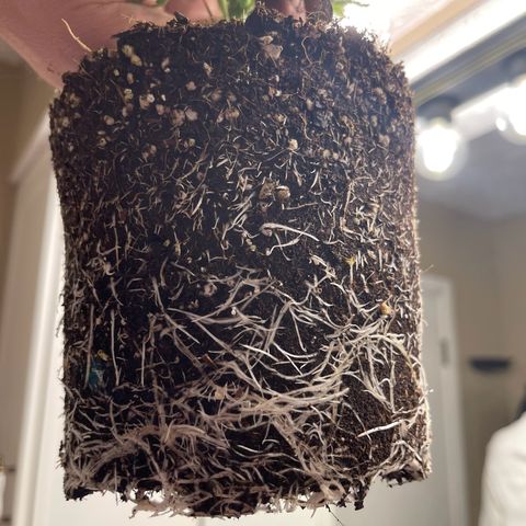 Rainbow Kush Clone growlog photo: Roots day of transplant when received.