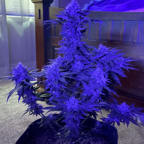 Harlequin growlog photo: Photos taken before 48hrs darkness