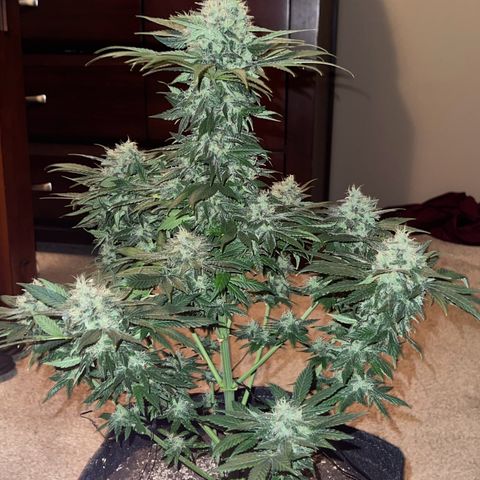 Harlequin growlog photo: Photos taken before 48hrs darkness