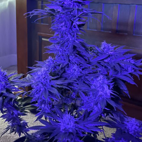Harlequin growlog photo: Photos taken before 48hrs darkness