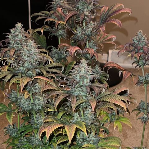 OG Kush growlog timeline photo