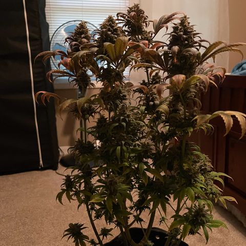 OG Kush growlog timeline photo