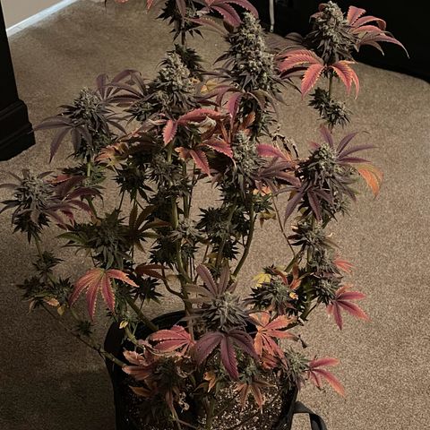 Lit Marker growlog photo: Photos taken before 48hrs darkness