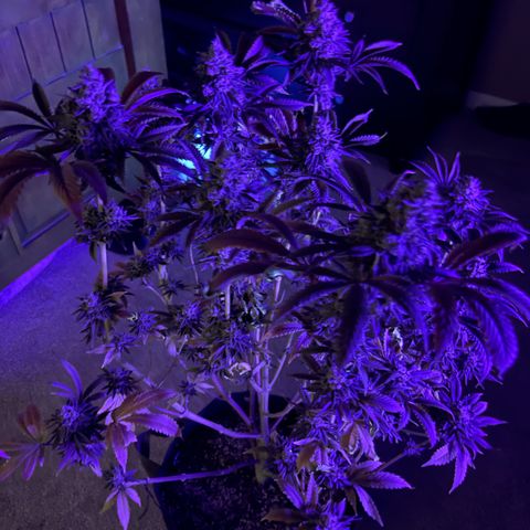 Lit Marker growlog photo: Photos taken before 48hrs darkness