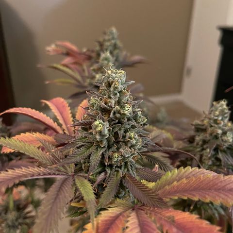 Lit Marker growlog photo: Photos taken before 48hrs darkness